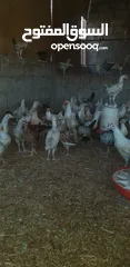  5 دجاج محليات للبيع