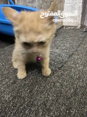  4 قطط للبيع 15