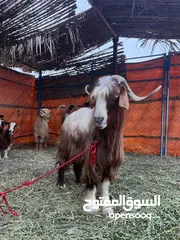  1 تيس نظيف خالي من العذاريب