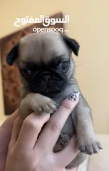  2 Pug cute puppies