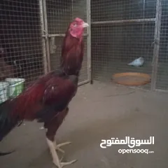  1 ديك سندي  اصل