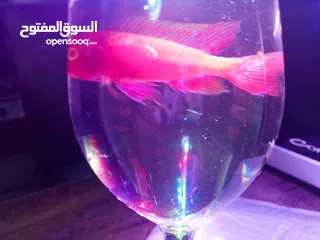 6 حوض وسمك للبيع