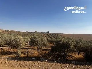  1 10 دونم و200 متر مزروعه بالزيتون المثمر في صوفًا قرب الجامعة الأمريكية