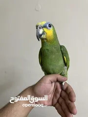  3 بسم الله ما شاء الله التفاصيل بالوصف