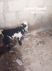  4 شخلتين سكان مخيم حطين
