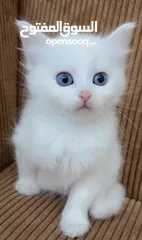  2 قطط للبيع نابلس