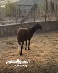  2 غنز سمين و طيب