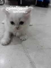  5 كيتنر للبيع