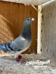  2 طيور حمام بولاد