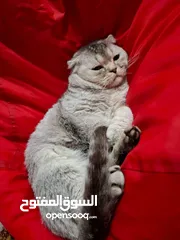  5 Scottish fold for sale للبيع قط سكوتش فولد