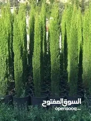  17 كافة أصناف اشجار الزينه