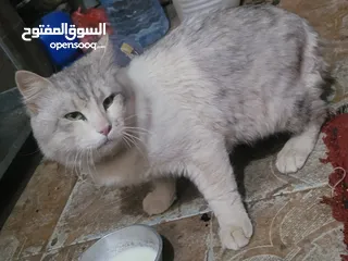  6 قط ذكر من فصيله ماين كون للبيع