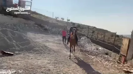  2 مهره عمر سنتين للبيع لون وشكل