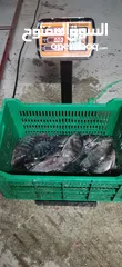  2 سمك بلطي للبيع tilapia fish for sell