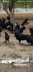  3 Gulf Cemani Chicken Farm