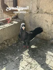 1 مسود اسود للبيع