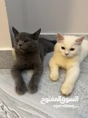  2 قطط شيرازي وسكوتش