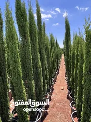  18 كافة أصناف اشجار الزينه