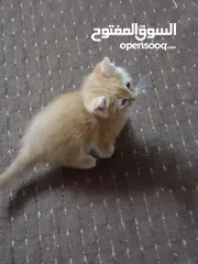  4 قطط سيبيرية قطة كبيرة و وبسس صغار للبيع