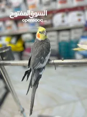  3 ببغاء  كوكتيل اليف جدا بجيك طيران من غرفة لغرفة