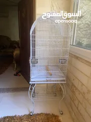  1 ببغاء كاسكو للبيع