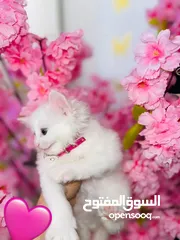  17 قطط للبيع نابلس