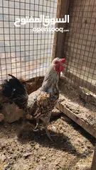  2 دجاج بلدي للبيع