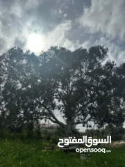  4 فرصة ذهبية للاستثمار أرض جبلية مميزة مسيجة .الفرصة بتيجي مرة وحده