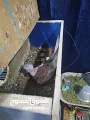  2 طيور كوكتيل شرط بزارات