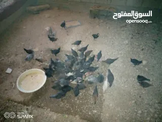  5 فراخ للبيع
