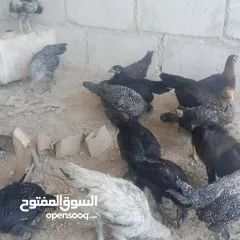  3 بسم الله فرخات نخب اول