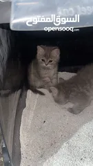  9 قطط سكوتس مكس هملايا