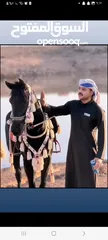  1 خيل فرس دهما