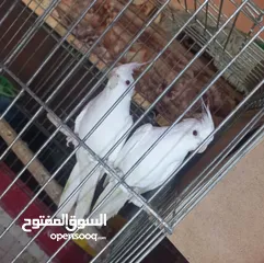  3 متاح كمية جواز كوكتيل البينو ولاتينو اقرأ الوصف