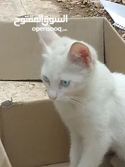  2 قطه لون ابيض عيون زرقاء شيرازي
