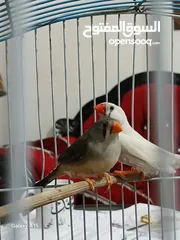  2 متاح جوز جنه شغالات ٪100