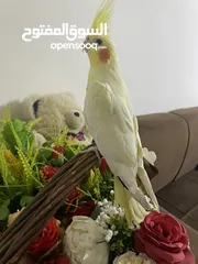  4 كوكتيل اليف جدا مع القفص