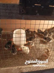  6 افراخ دجاج عرب البيع