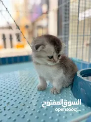  2 سكتش فولد و سكتش ستربت