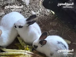  15 ارانب فرنسيه اعمار مختلفه عمرشهر 3دنانير