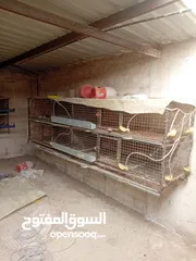  9 بياضات دجاج ومعالف ومشارب  واقفاص طابقين  للفري وطباق  بيض فري للفقاسات ايطالي للبيع بحاله ممتازه