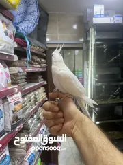  2 البينو كوكتيل أبيض جامبو أليف جدا
