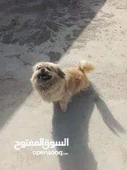  5 كلب بيكانيز للبيع العمر 3و نص