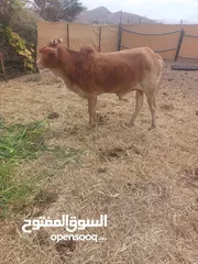  3 للبيع عجل مطعوم سمين فل مشاء الله