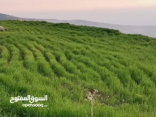  5 قطعة ارض ام خروبه