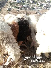  1 خرفان للبيع
