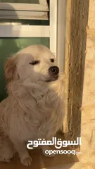 3 كلاب لولو فكس ذكر و انثى للبيع
