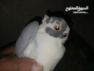  20 4 جواز شغاله  وفحل مكفوله للبيع دون الفراخ 35 دينار كوم