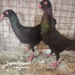  11 حمام للبيع