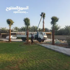  8 washingtonia palms , Date palms of all sizes available with delivery and planting in uae